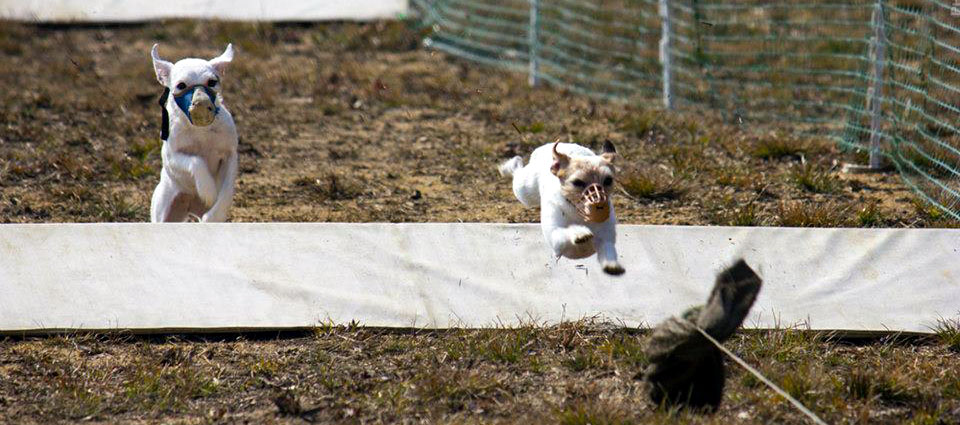 Terrier Racing